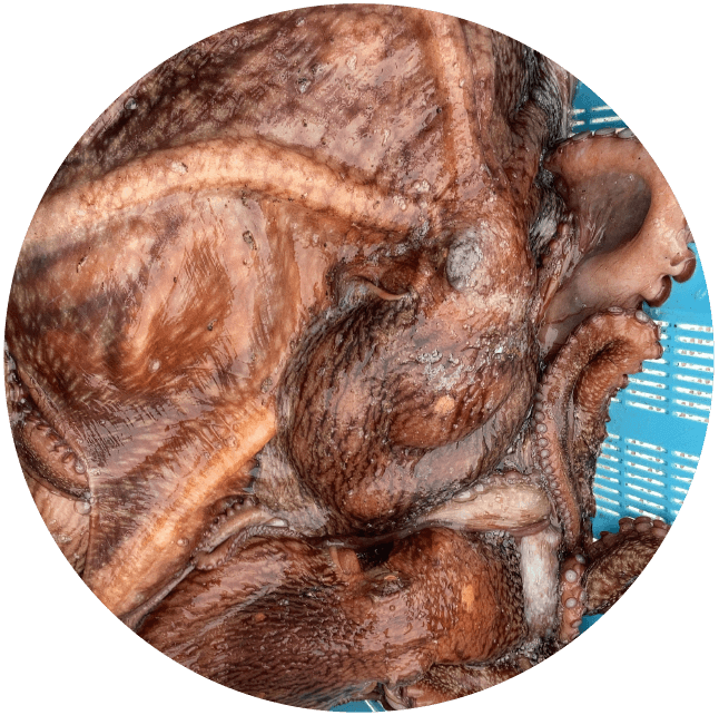 小樽の海の幸 タコ