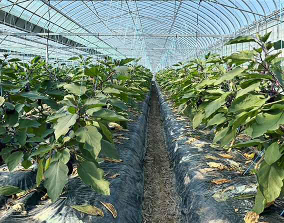 農産物・畜産物卸売